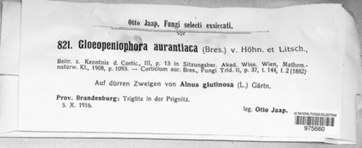 Peniophora aurantiaca image